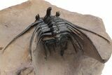 Kettneraspis Trilobite With Long Occipital - Lghaft, Morocco #226080-5